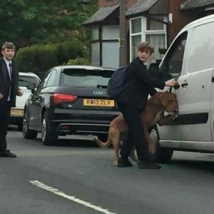 Bradley, gutten som reddet en hund fra å bli kvalt av sitt eget bånd
