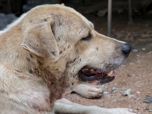 Tegn på at en hund har dermatitt
