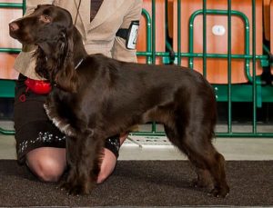 Hunderaser du kanskje ikke har hørt om: Field Spaniel