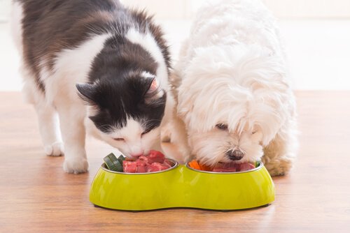 kan hunder spise blåbær