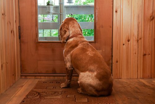 Hva du kan gjøre hvis din hund gråter