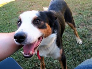 Ditt kjæledyrs mentale helse: Dette bør du vite