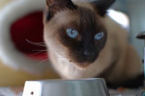 Hjemmelagde oppskrifter for katter: Katten din vil elske dem!