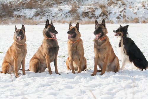 laekenois belgisk shepherd