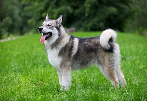 Malamute