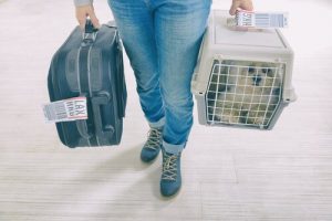 Tips for å få kjæledyret ditt vant til et transportbur
