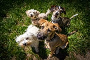 Ting som alle hunder bør gjøre – Ikke menneskeliggjør din hund