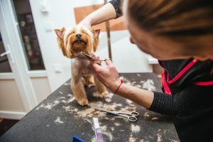 Er jeg nødt til å klippe mitt kjæledyrs pels om sommeren?