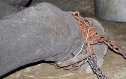 Foten til en elefant i lenker
