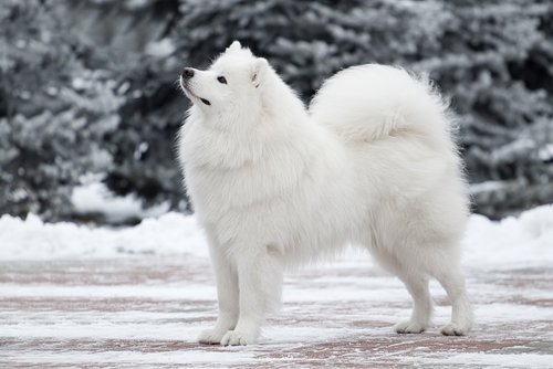 samoyed