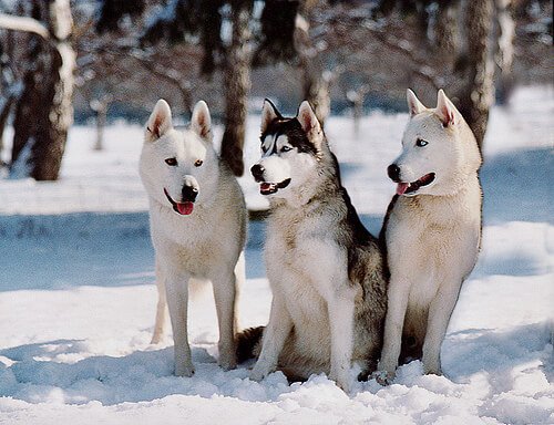 Sibirsk Husky