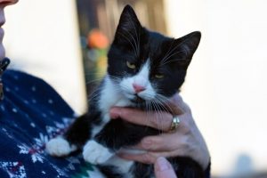 En studie om hvordan katter kommuniserer med eierne sine