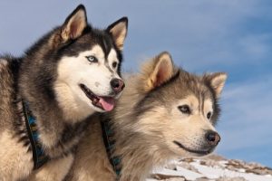 Forskjeller mellom alaskan malamute og sibirsk husky