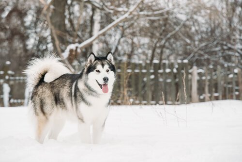 alaskan malamute