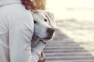 Liker ikke hunden din at du har besøk? Sjekk ut disse tipsene!
