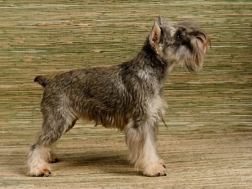dvergschnauzer