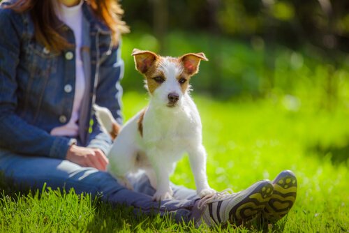 bånd mellom eier og hund