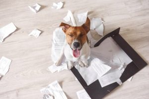 3 tips for å holde hunden fra å ødelegge huset mens du er borte