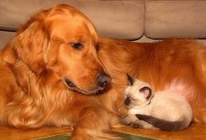 Nyttige tips for å ta vare på ditt kjæledyrs velvære