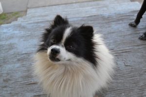 Hunden din husker alt du gjør: Vær forsiktig!