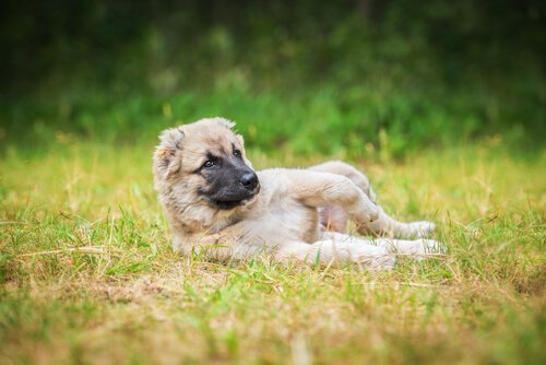 hund ligger i gresset