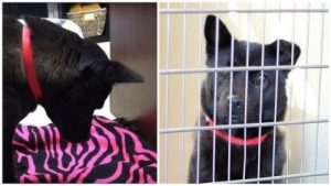 Mishandlet hund vet ikke hvordan hun sover liggende