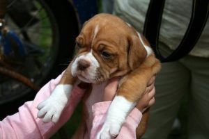 Tips for å ta med kjæledyret ditt til veterinæren