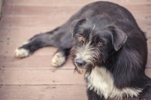 Tørrfôr med prevensjonsmidler for hjemløse hunder