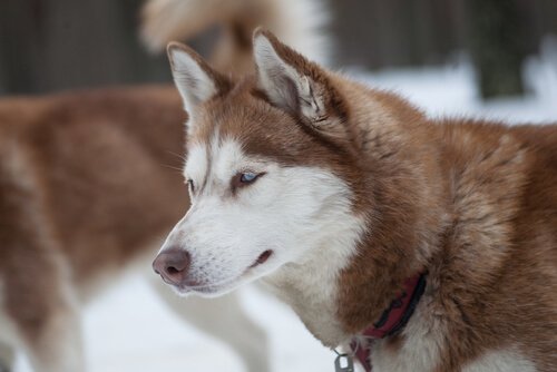 sibirsk husky