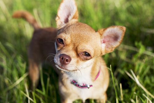 Chihuahua