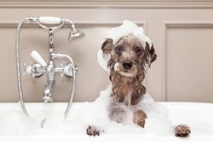 Hvordan bade en hund om vinteren