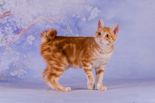 Japansk Bobtail