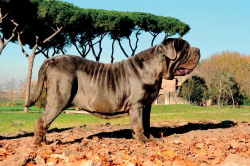 Napolitansk mastiff