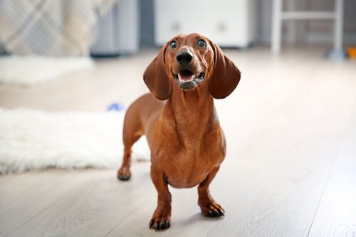 dachshund