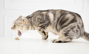 Hva skal du gjøre hvis katten din blir forgiftet?