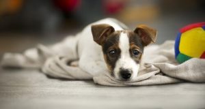 Slik kan man skjønne når hunden sier at noe er feil