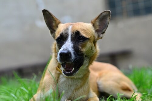 hund ligger i gresset