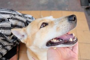 Tips for å kunne forlate hunden vår når vi drar på ferie