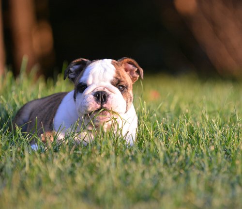 hund koser seg i gresset