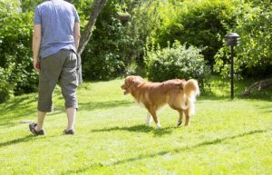 Grunnen til at hunden følger etter oss overalt
