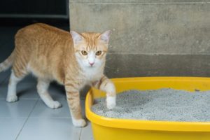 Lær katten din hvordan den skal bruke kattekassen
