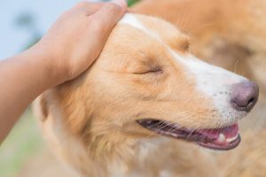 De beste måtene og stedene for å klappe en hund