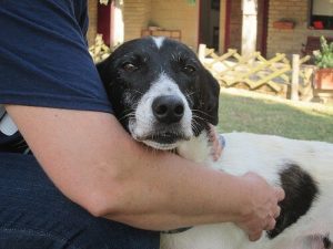 Med deg til verdens ende - Kjærlighet til et dyr
