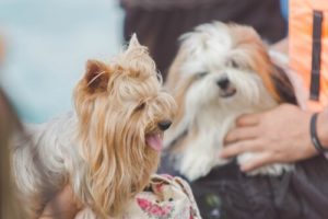 Hvordan man snakker med kjæledyret sitt