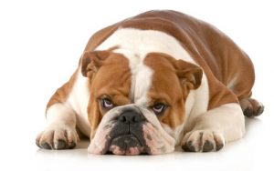 Vet du hva hunden din hater?