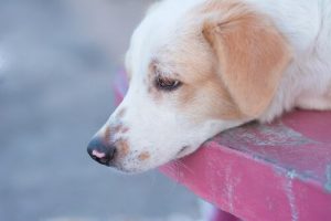 Skabb hos hunder: Hva man bør gjøre når dette skjer