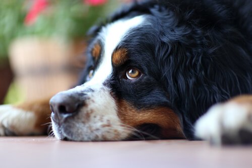 Berner sennen legger på gulvet