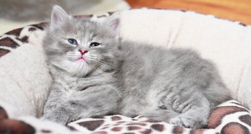 Kattunge ligger i sengen