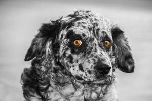 Carea Leonés – den spanske gjeterhunden