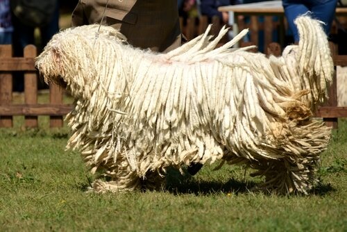 komondor hunden